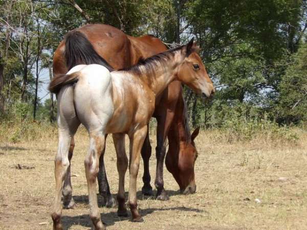 youth-project-horse