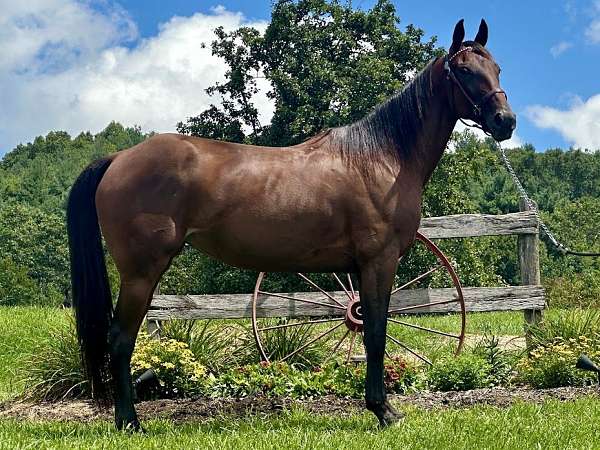 bay-standardbred-mare
