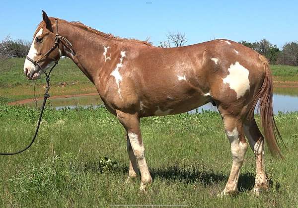 athletic-paint-horse
