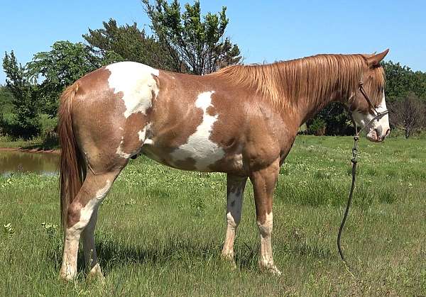attitude-paint-horse