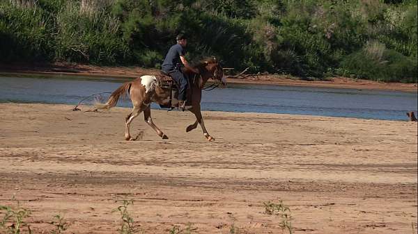 baby-paint-horse