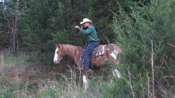 around-paint-horse
