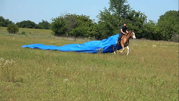basics-paint-horse