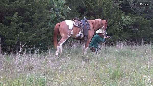 calf-paint-horse