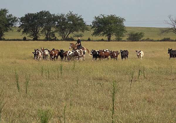 calves-paint-horse