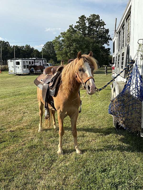 sorrel-show-jumping-pony