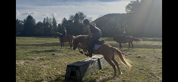all-around-welsh-pony