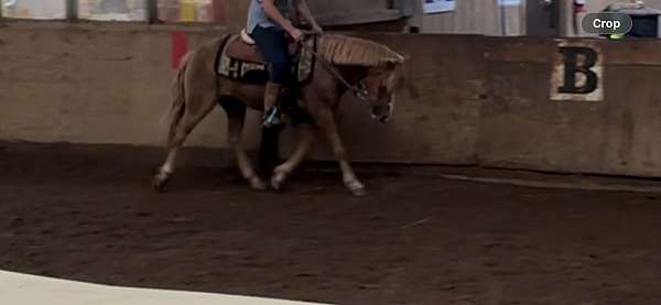 athletic-welsh-pony