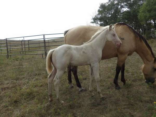 jmk-malibu-ken-horse