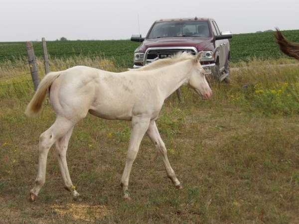 north-dakota-filly