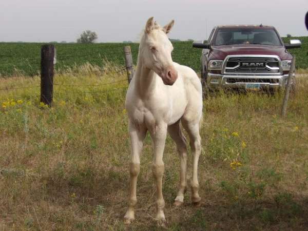 wyoming-filly