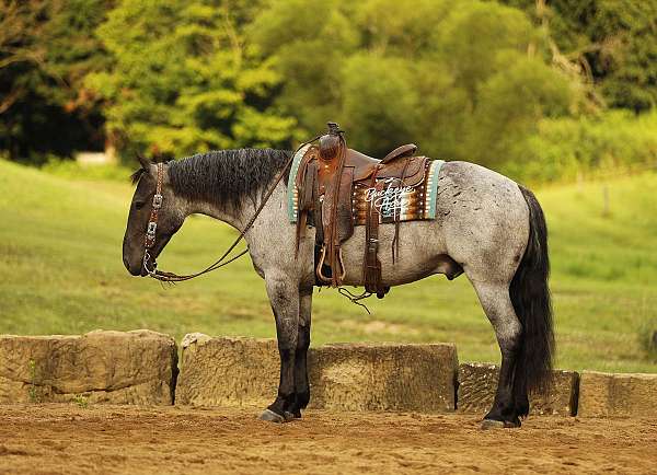all-around-draft-horse