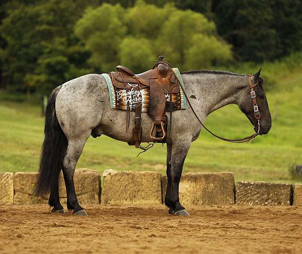 athletic-draft-horse