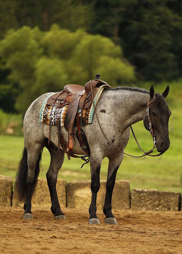 cross-draft-horse