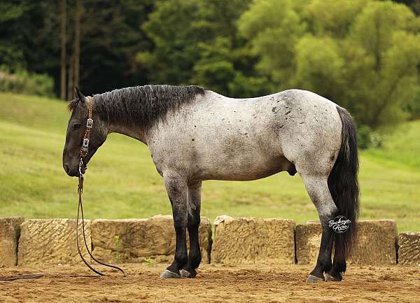 draft-horse