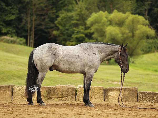 driving-draft-horse