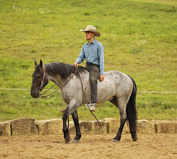 flashy-draft-horse