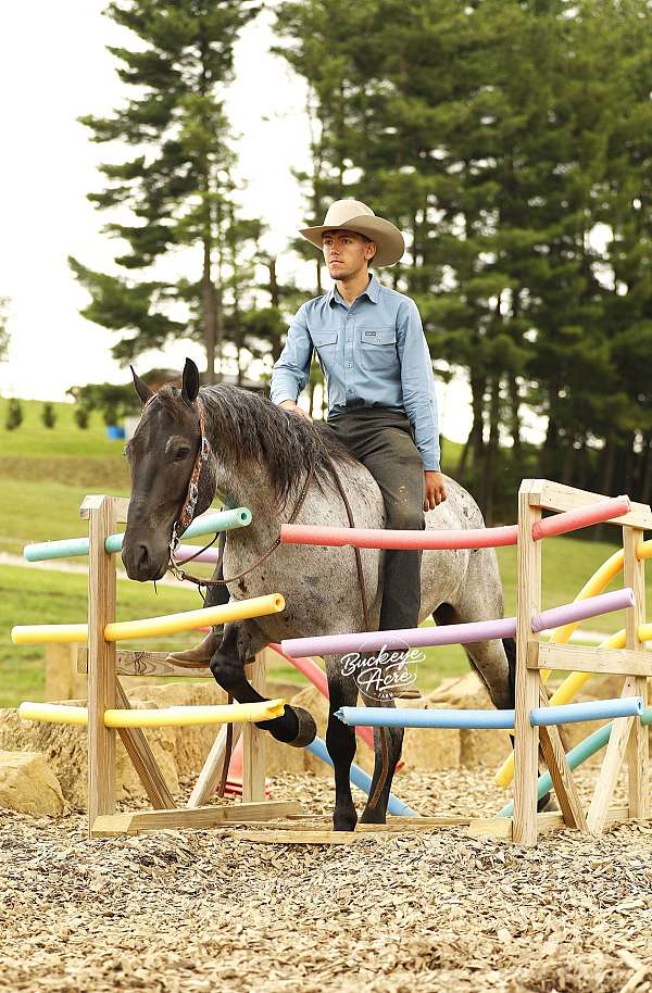 harness-draft-horse