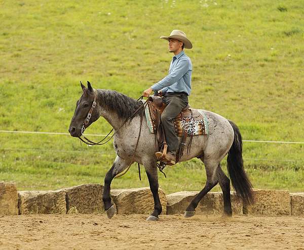 husband-safe-draft-horse