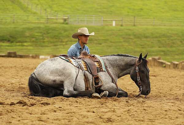 jumper-draft-horse