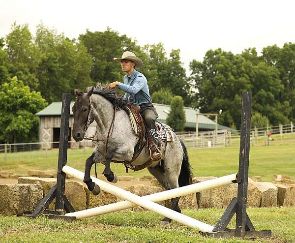 jumping-draft-horse