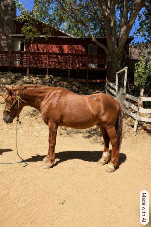 fit-quarter-pony