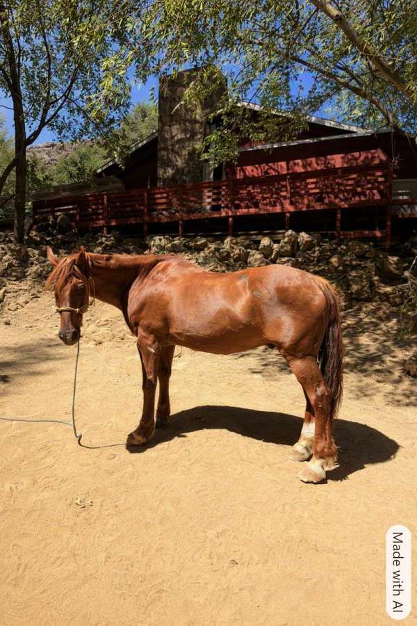 flat-quarter-pony