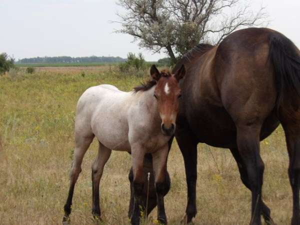 new-york-filly