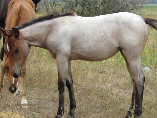 nebraska-filly