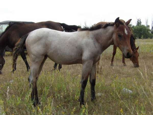 iowa-filly