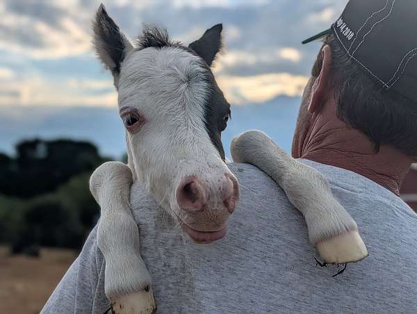 halter-therapy-pony