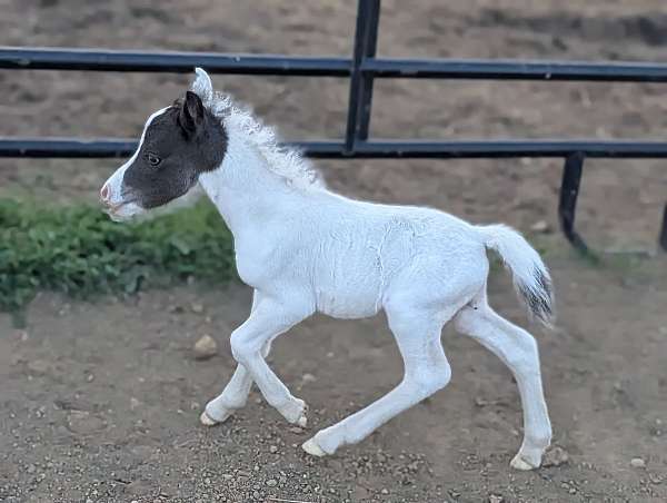 white-halter-therapy-pony