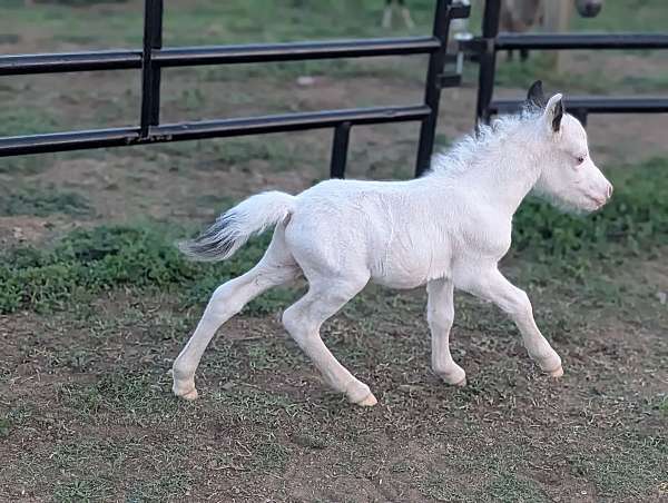halter-therapy-colt