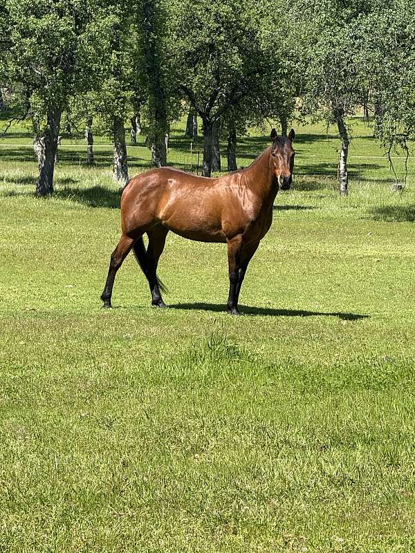 bay-none-horse