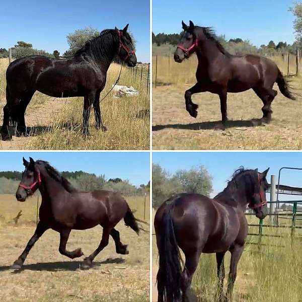 black-friesian-mare