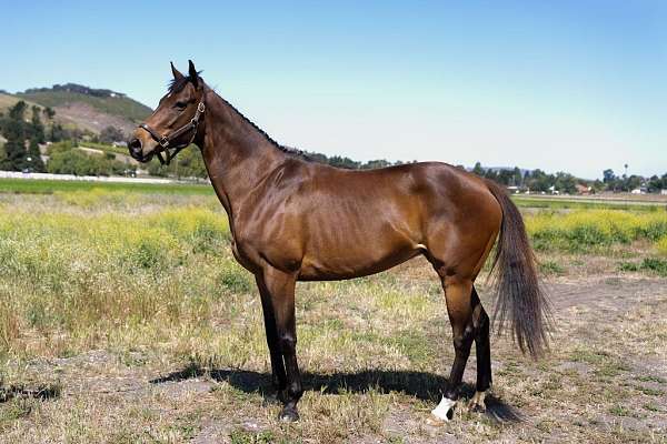 france-horse