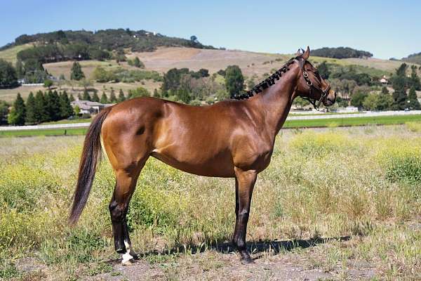 french-thoroughbred-horse