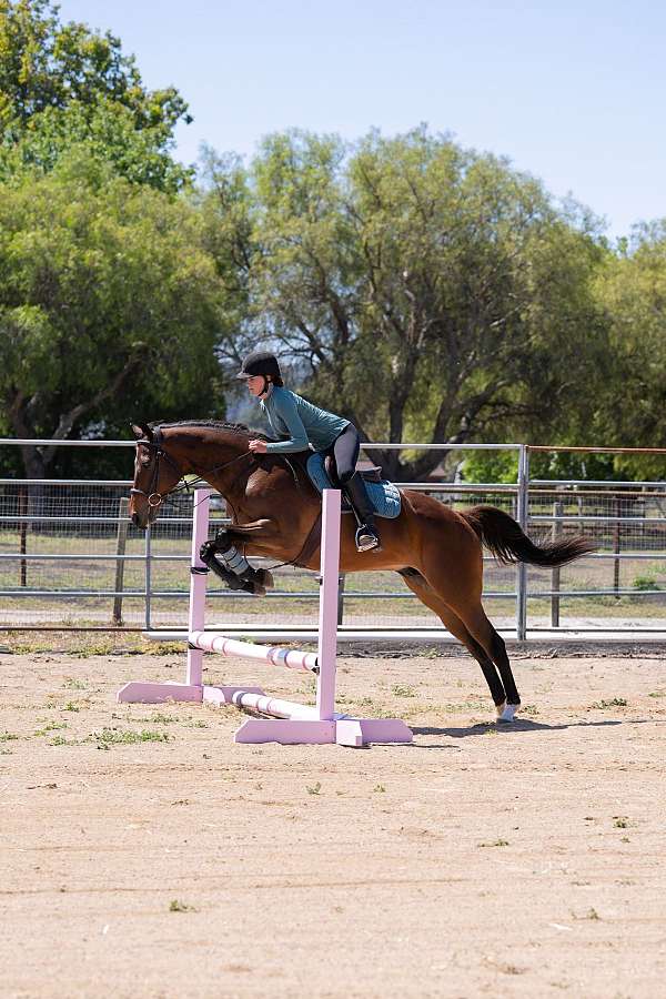 france-thoroughbred-horse