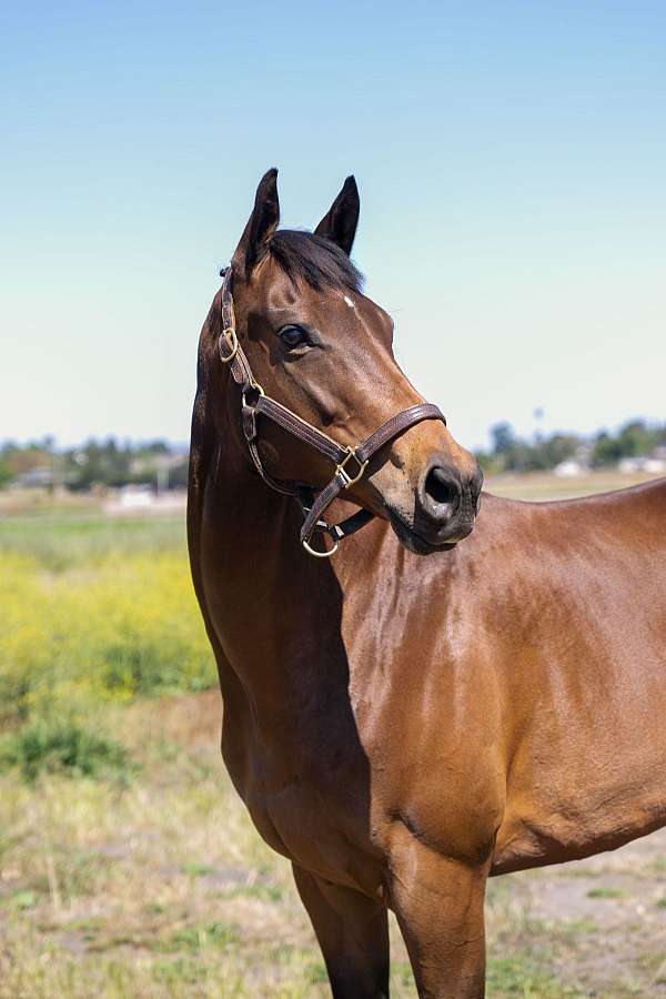 french-horse