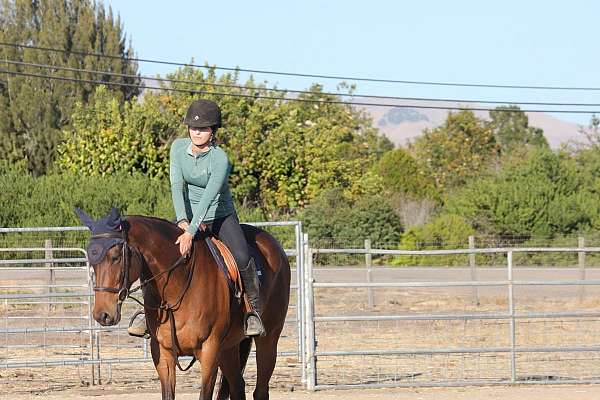 star2-hind-socks-horse