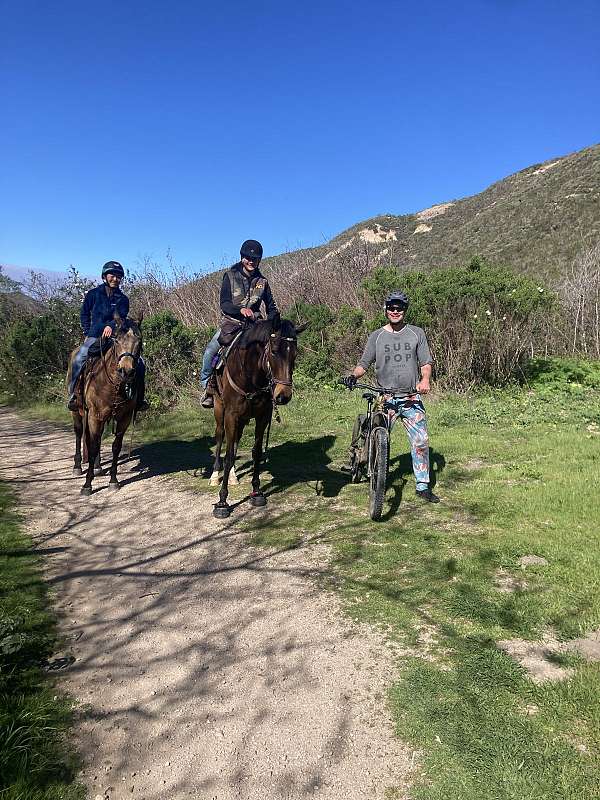 bay-star2-hind-socks-horse
