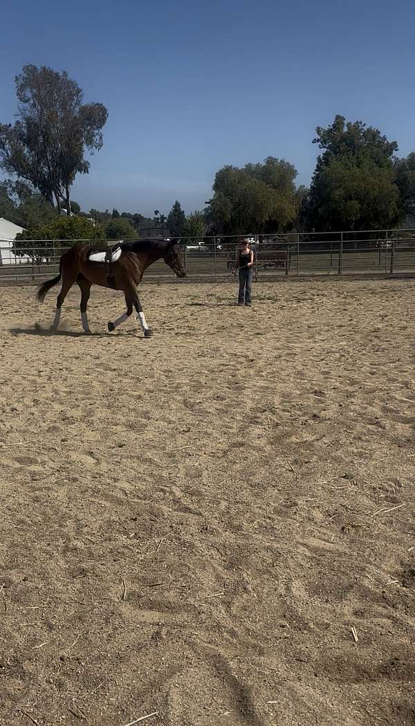 all-around-thoroughbred-horse