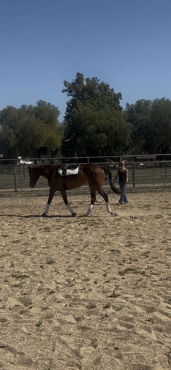 advanced-thoroughbred-horse