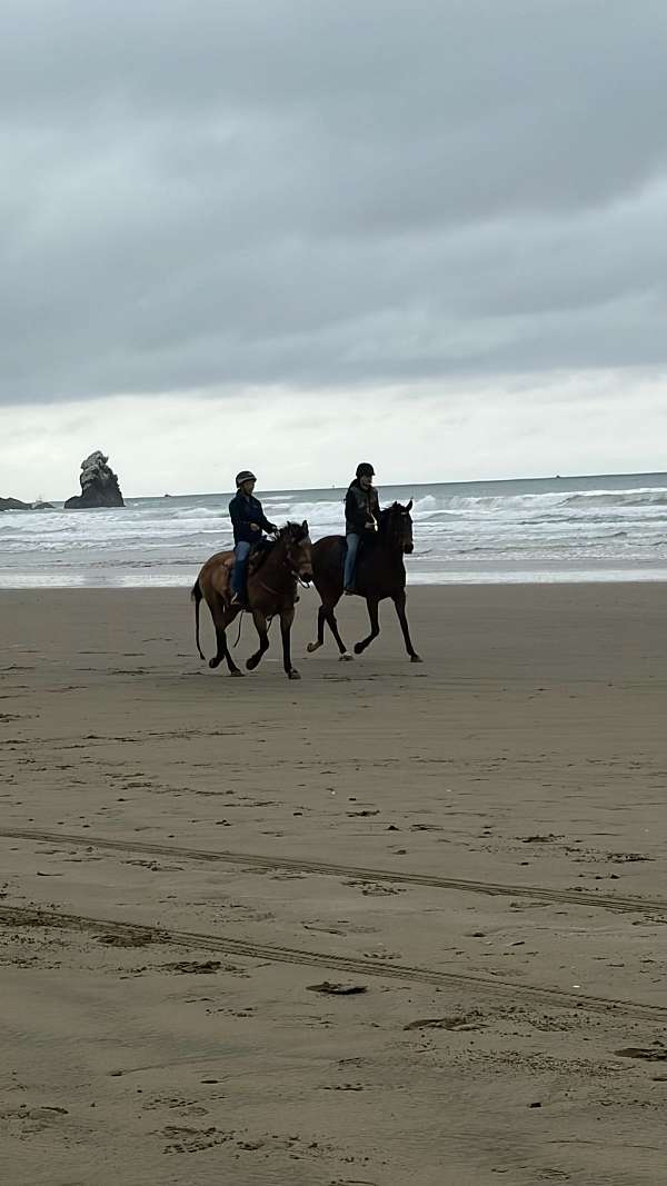 amateur-thoroughbred-horse
