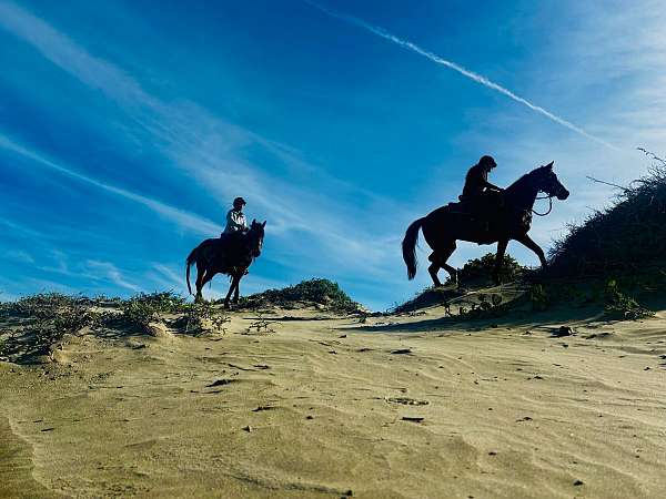 athletic-thoroughbred-horse
