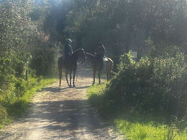 automatic-thoroughbred-horse