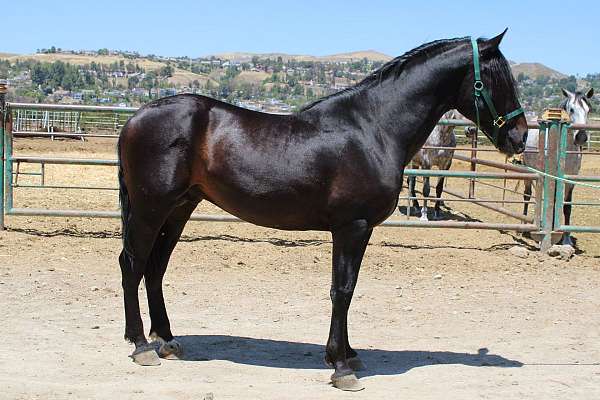 black-andalusian-horse
