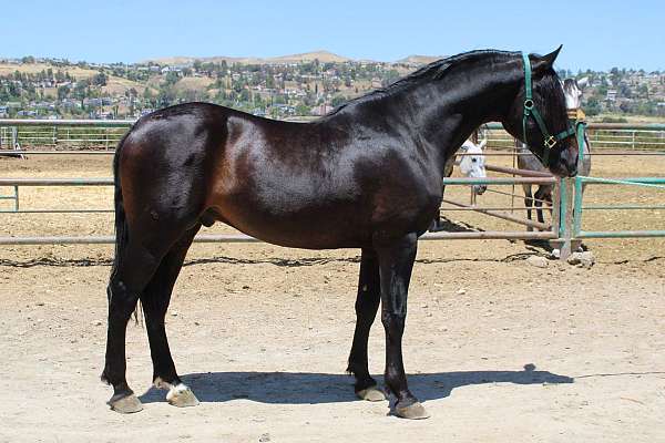 andalusian-horse