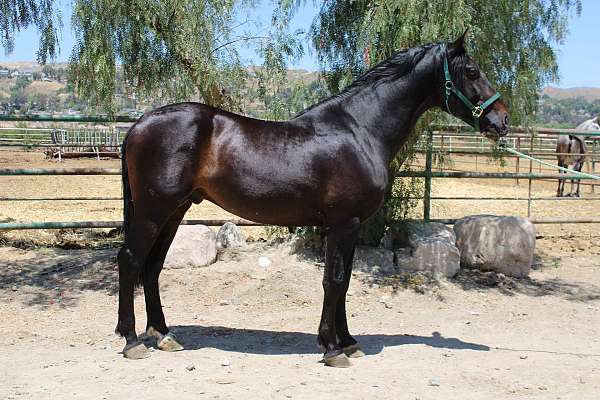 caballo-andalusian-horse
