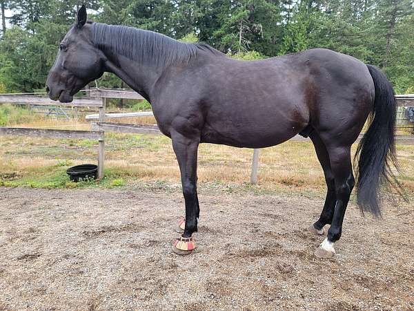 bit-of-white-on-feet-horse